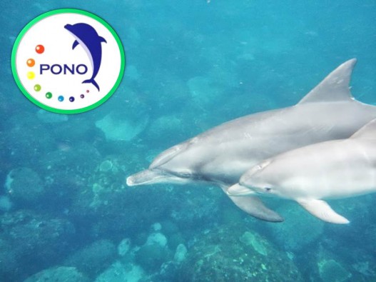 PONOプロジェクトのロゴと御蔵島のイルカちゃん